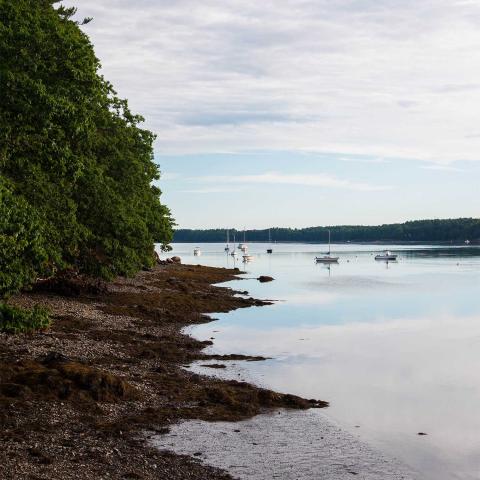 A view looking down the coastline of Great Bay, a treelined shore with seaweed extending into calm waters with a few moored boats