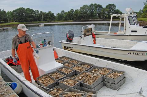 oysters in boat
