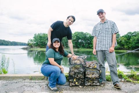 Research volunteers with oyster cages